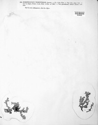 Image of Stereocaulon tomentosum